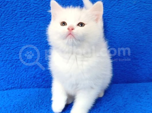 Kaçmaz Güzelli̇kte Beyaz Bi̇ri̇ti̇sh Torti̇e görsel