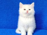 KAÇMAZ GÜZELLİKTE BEYAZ BİRİTİSH TORTİE
