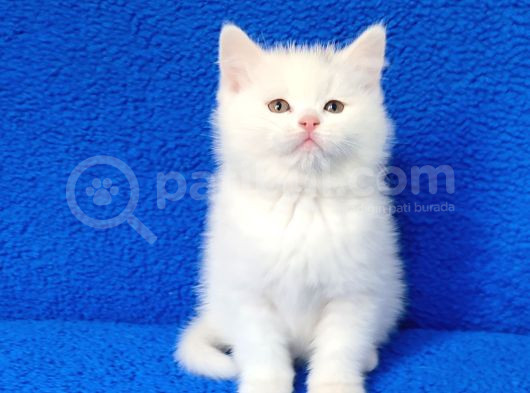 Kaçmaz Güzelli̇kte Beyaz Bi̇ri̇ti̇sh Torti̇e