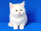 Kaçmaz Güzelli̇kte Beyaz Bi̇ri̇ti̇sh Torti̇e