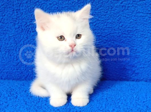 Kaçmaz Güzelli̇kte Beyaz Bi̇ri̇ti̇sh Torti̇e görsel