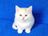 Kaçmaz Güzelli̇kte Beyaz Bi̇ri̇ti̇sh Torti̇e