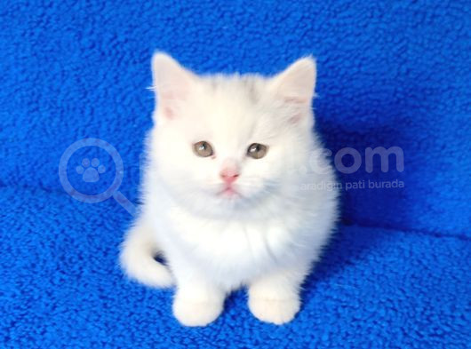 Kaçmaz Güzelli̇kte Beyaz Bi̇ri̇ti̇sh Torti̇e görsel