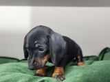 Dachound Minik Sosis Yavrular