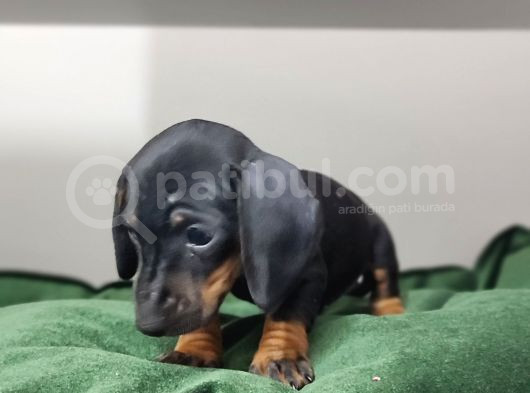 Dachound Minik Sosis Yavrular görsel