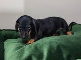 Dachound Minik Sosis Yavrular