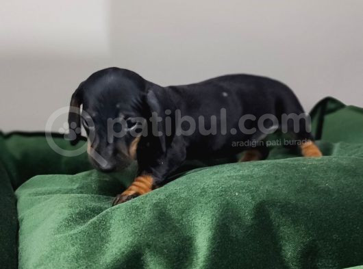 Dachound Minik Sosis Yavrular görsel