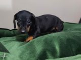Dachound Minik Sosis Yavrular