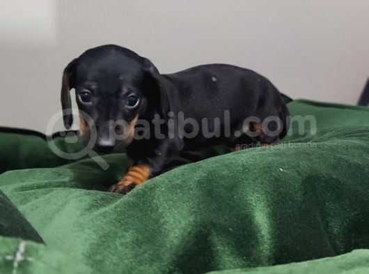 Dachound Minik Sosis Yavrular görsel