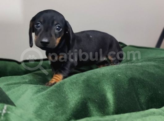 Dachound Minik Sosis Yavrular görsel