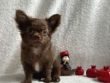 Xxs Orjinal Chihuahua