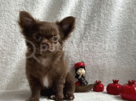 Xxs Orjinal Chihuahua görsel