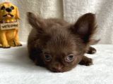 Xxs Orjinal Chihuahua
