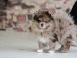 Marle Pomeranian Yavru 4 Aylık