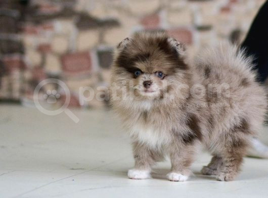 Marle Pomeranian Yavru 4 Aylık görsel
