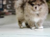 Marle Pomeranian Yavru 4 Aylık