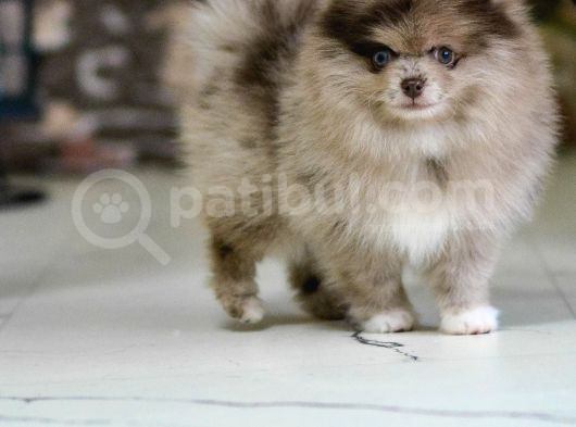Marle Pomeranian Yavru 4 Aylık görsel