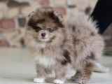 Marle Pomeranian Yavru 4 Aylık