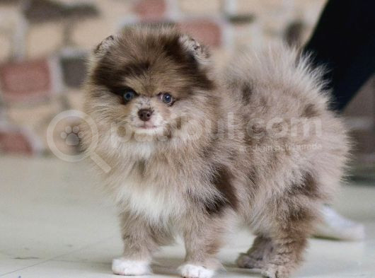 Marle Pomeranian Yavru 4 Aylık görsel