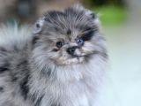 Marle pomeranian Yavru 4 aylık