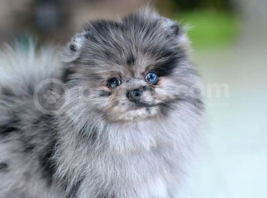 Marle Pomeranian Yavru 4 Aylık