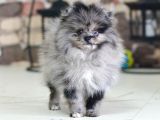 Marle Pomeranian Yavru 4 Aylık