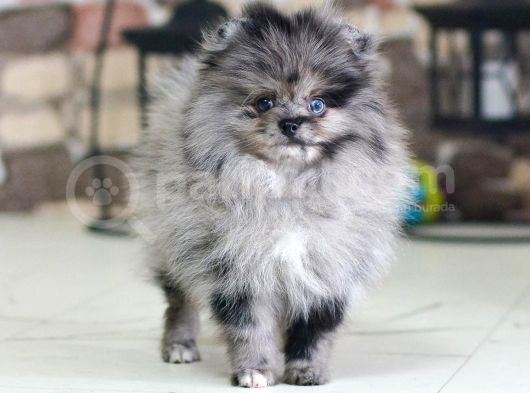 Marle Pomeranian Yavru 4 Aylık görsel