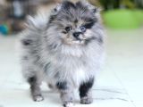 Marle Pomeranian Yavru 4 Aylık