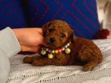 Minyatür Toypoodle Dişi Bebek