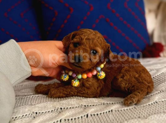 Minyatür Toypoodle Dişi Bebek görsel