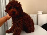 Aşılı Toypoodle Erkek