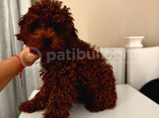Aşılı Toypoodle Erkek görsel