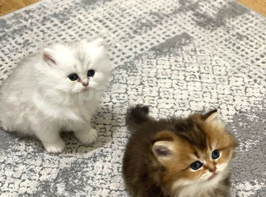 Efsane Güzellikte Uzun Tüylü Yavrularım