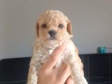 Maltipoo Bebeklerimiz 