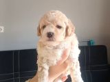 Maltipoo Bebeklerimiz 