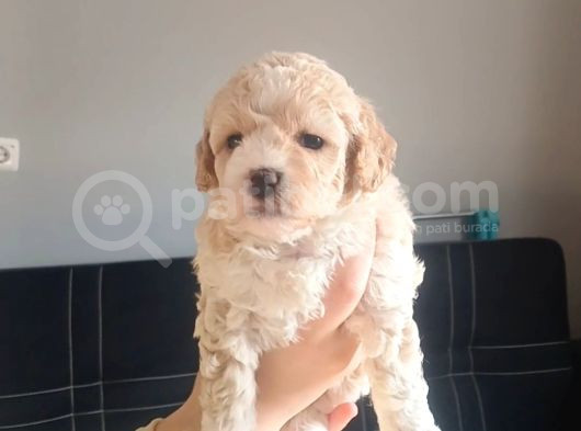 Maltipoo Bebeklerimiz  görsel