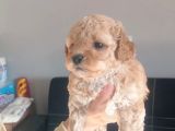 Maltipoo Bebeklerimiz 