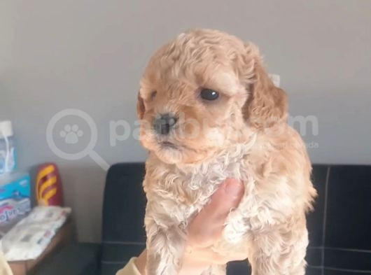 Maltipoo Bebeklerimiz  görsel