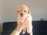 Maltipoo bebeklerimiz 