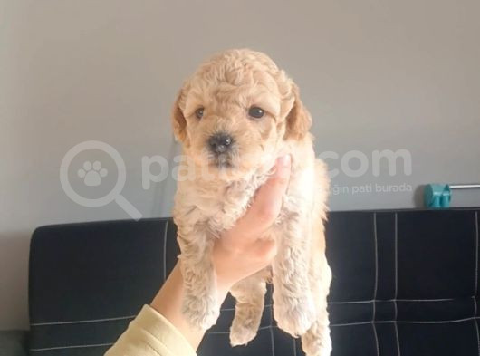 Maltipoo Bebeklerimiz 