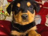 Dişi Rotweiler Efsane macar yavru