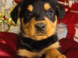 Dişi Rotweiler Efsane Macar Yavru