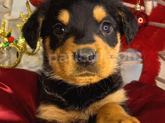 Dişi Rotweiler Efsane Macar Yavru görsel