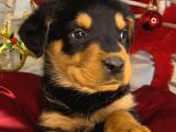 Dişi Rotweiler Efsane Macar Yavru