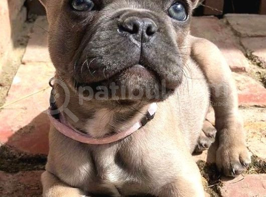 French Fawn Erkek Oyuncu Her Eve Lazım görsel