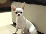 minik dişi teacup chihuahua