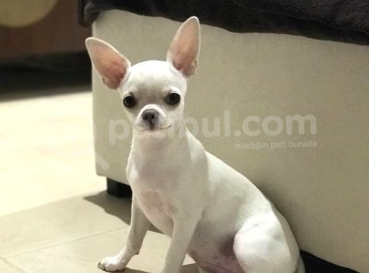 Minik Dişi Teacup Chihuahua