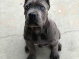 ESTETİKLİ KAÇIRILMIYACAK BLUE CANE CORSO YAVRULAR