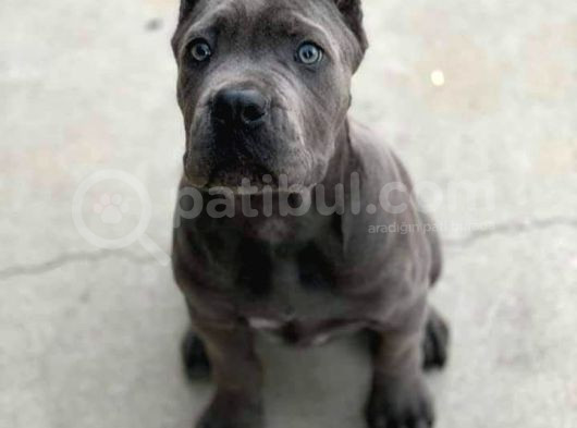 Esteti̇kli̇ Kaçirilmiyacak Blue Cane Corso Yavrular