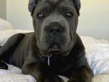 Esteti̇kli̇ Kaçirilmiyacak Blue Cane Corso Yavrular